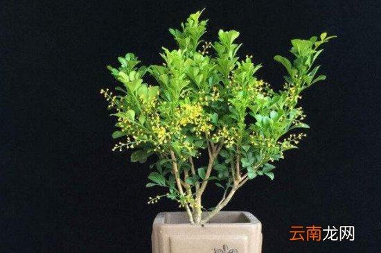 米兰花的养殖方法和注意事项 盆栽？