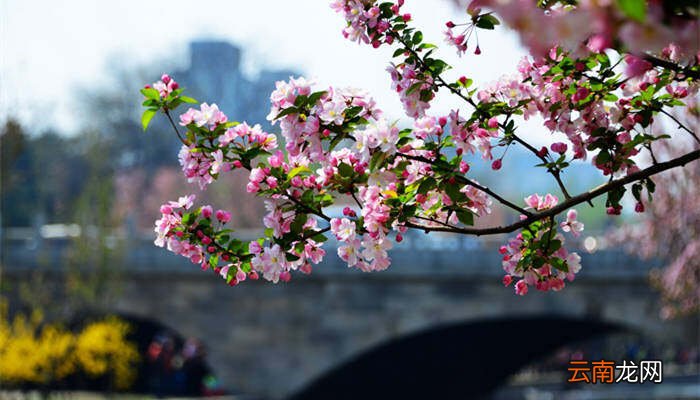 海棠花的花语和寓意，四季海棠花的花语和寓意？