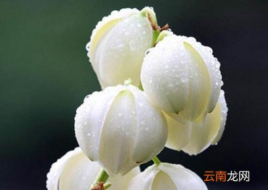 丝兰和凤尾兰的区别，教你5个辨别凤尾兰和丝兰的方法？