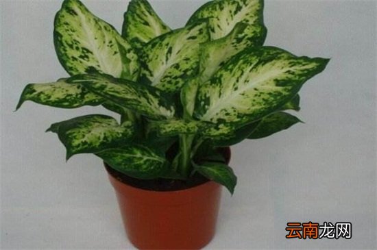 花叶万年青长得慢怎么办?