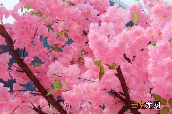 樱花几月开几月败？