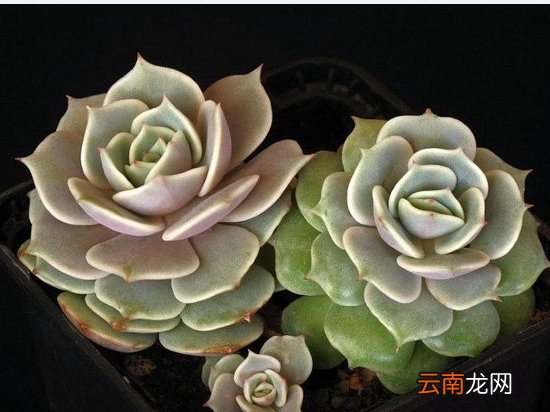 莲花掌的养殖方法：喜阳光充足、通风良好的环境？