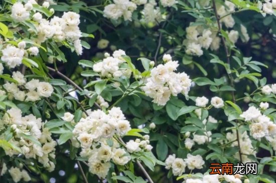 木香花的扦插繁殖方法？