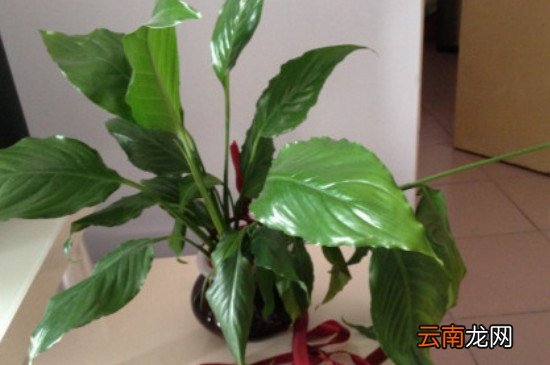 一帆风顺叶子耷拉还能活吗，一帆风顺叶子耷拉的原因？