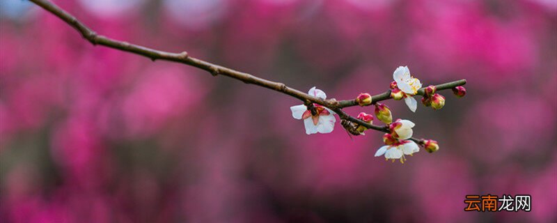梅花的雅称，梅花的雅称一个字？
