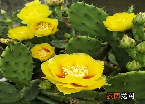 表示坚强的花