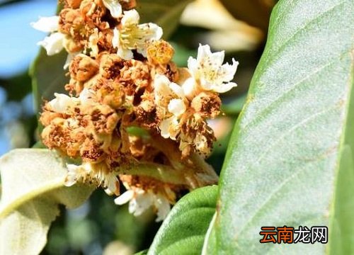 枇杷树什么时候开花结果 枇杷什么时候开花结果