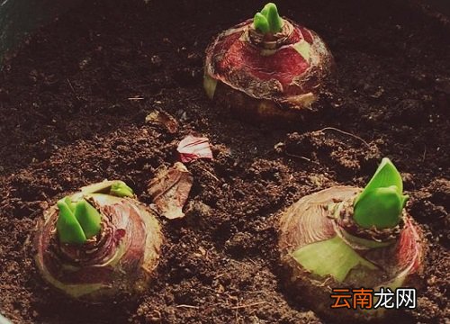 风信子的种球怎么保存 风信子的种球怎么保存