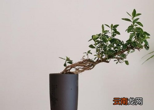 六月雪耐阴吗