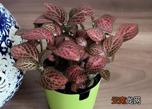网纹草耐阴吗