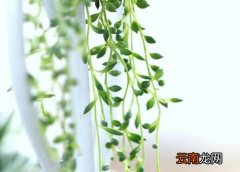 珍珠吊兰冬天会冻死吗 油画婚礼吊兰冬天怕冻吗