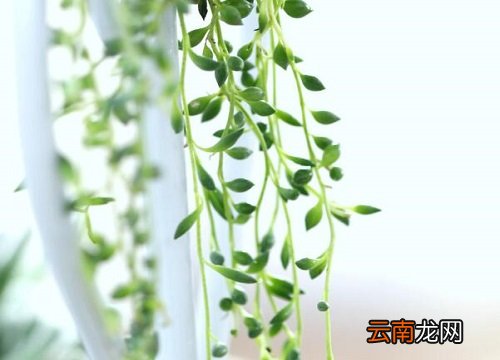 珍珠吊兰冬天会冻死吗 油画婚礼吊兰冬天怕冻吗