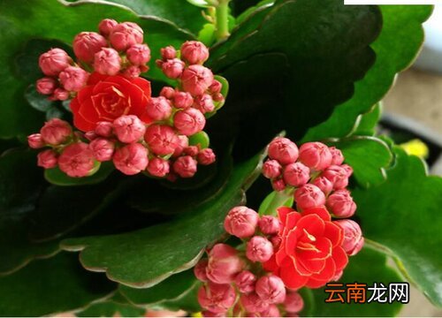 长寿花耐寒多少度 长寿花耐不耐寒