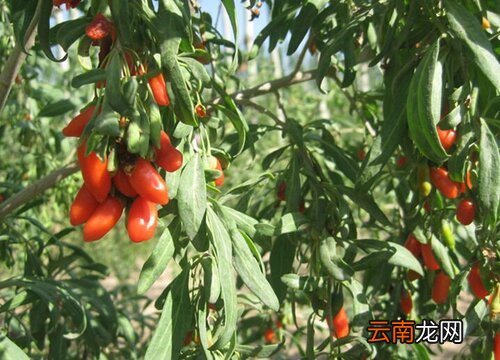 枸杞根系发达吗