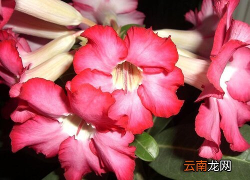 沙漠玫瑰花期多长时间 沙漠玫瑰花期多长时间