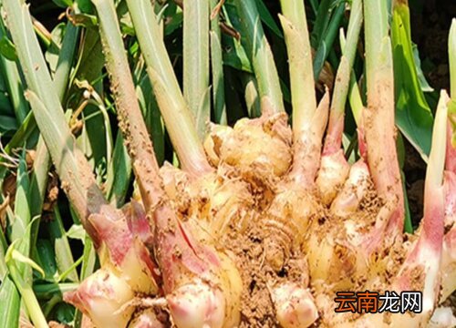 生姜的生长习性特点和生长环境条件