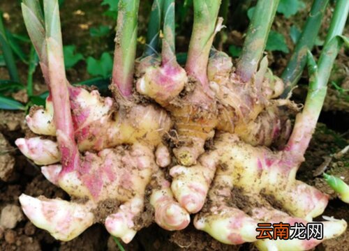 生姜的生长习性特点和生长环境条件