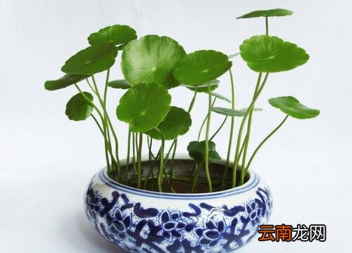 铜钱草的生长习性特点和生长环境条件 铜钱草生长温度