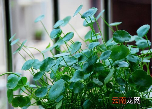 铜钱草的生长习性特点和生长环境条件 铜钱草生长温度