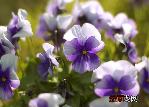 紫罗兰的生长习性特点和生长环境条件 紫罗兰的生长过程作文
