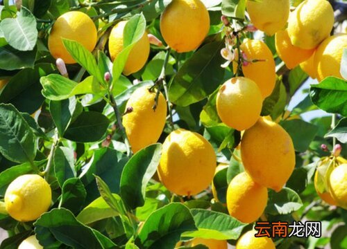 柠檬的产地是哪里 黄柠檬产地是哪里的