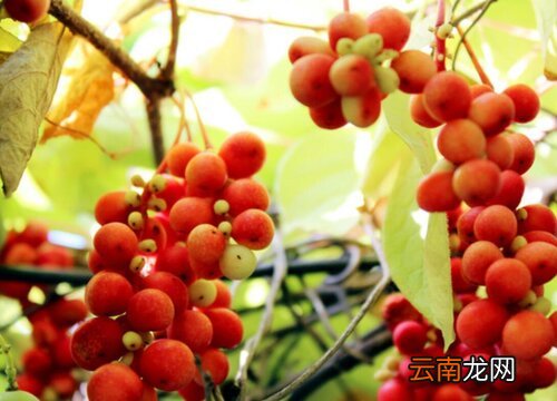 五味子的生长习性特点和生长环境条件 五味子的生长环境