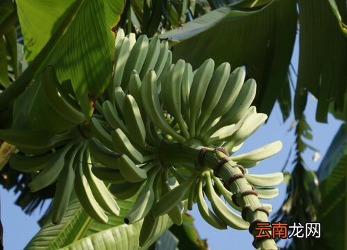 香蕉树是树吗
