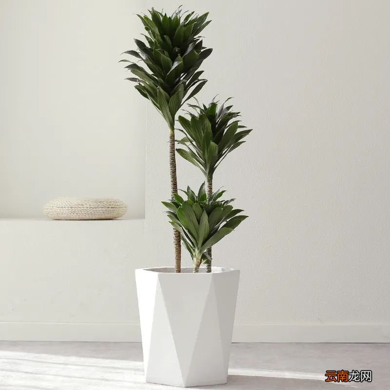 2022年最流行的客厅花卉植物，看看哪种最适合你家！
