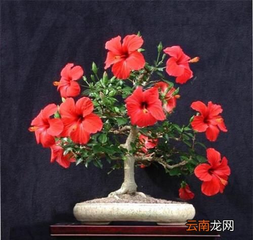 想一年四季都有花赏？那就养这几种花吧，全年可观花！