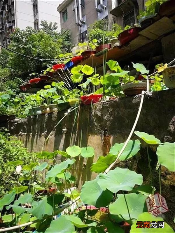 50岁的他养荷花成痴，屋后培育130多盆碗莲，梦想建私人荷花园……