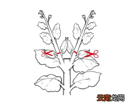 手把手教你长寿花从扦插到开花的养护全程！
