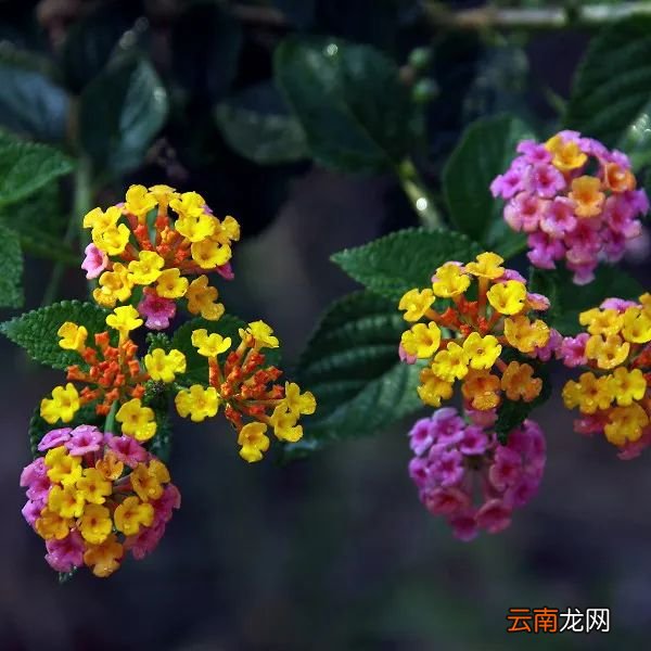 8种花真漂亮，却被列为“入侵植物”，花友们要当心
