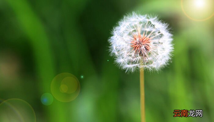 蒲公英是什么季节传播种子的，蒲公英是什么季节被风吹走的？