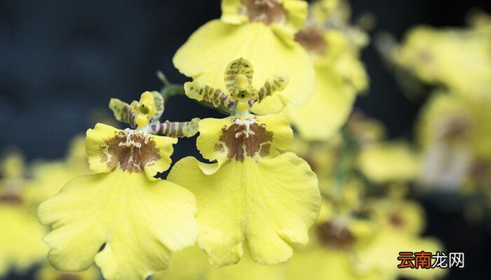 植物叶子发黄是什么原因，绿叶植物叶子发黄是怎么回事？