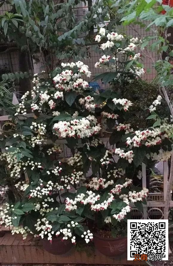 家养4种垂吊花，半年长成绿窗帘，美如仙境！