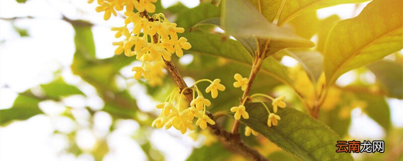 桂花树有多高,桂花树10年可以长多高?