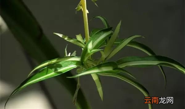 12种常见吊兰，快来看看你养的是哪一种吊兰