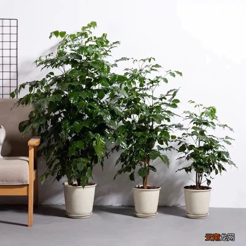 家里养幸福树，春天做好这几件事，叶子绿油油的，越养越精神！