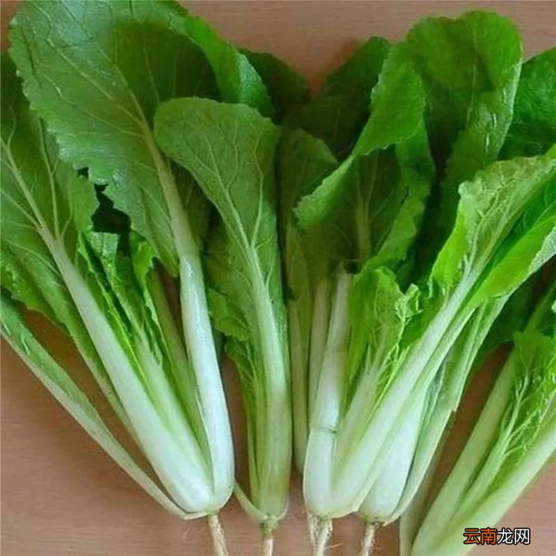 想在家种菜？就选这五种蔬菜吧！好养易爆盆，关键长得也快，想吃就摘！