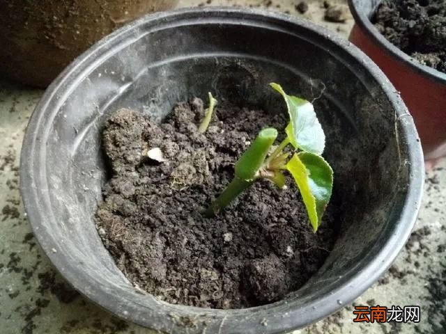 春天养一盆四季海棠，四季花开不断！