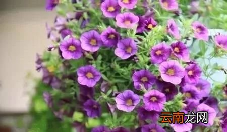 开花漂亮又耐晒的植物~家有大阳台的一定要种！