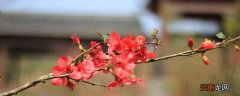 梅花的生长特性，梅花适合在什么地方生长？