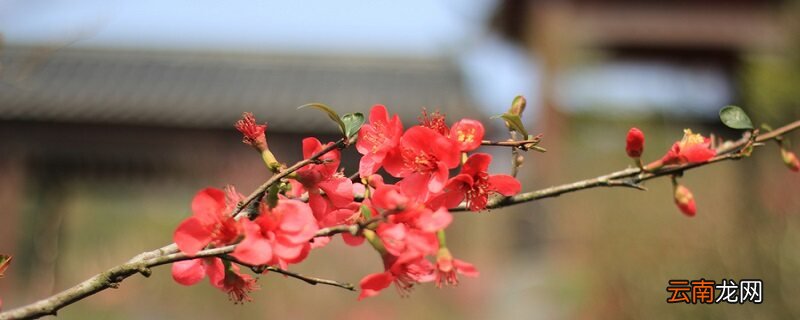 梅花的生长特性，梅花适合在什么地方生长？