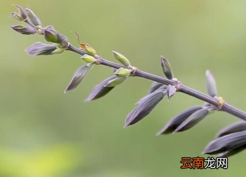 鼠尾草是多年生还是一年生植物 鼠尾草是多年生还是一年生