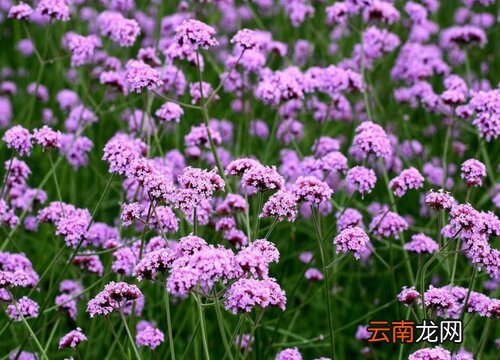 马鞭草是多年生还是一年生的植物 马鞭草是多年生还是一年生