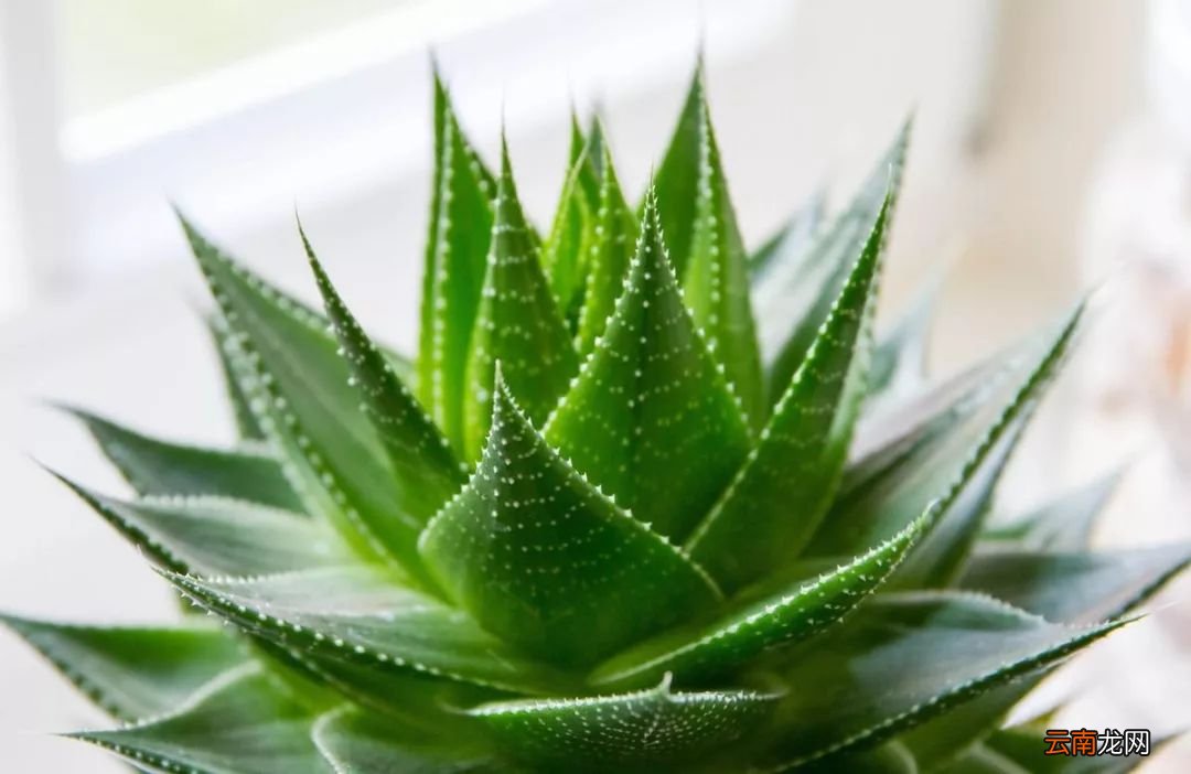 细菌最怕6种花 冬天养一盆 全家少生病