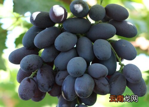 黑提怎么保存时间长 黑提怎么保存时间长