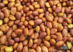 皂角种子能吃吗