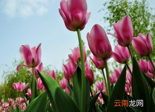 闺蜜过生日送什么花好 闺蜜过生日送什么花好送几朵