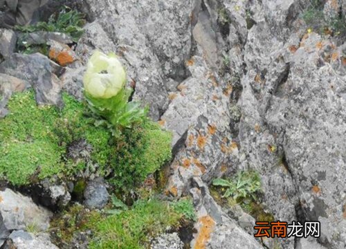雪莲是花吗